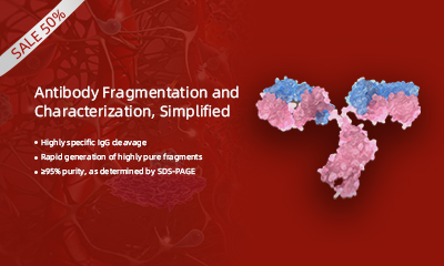 IdeS Protease and IdeZ Protease:New Tools  for the Characterization of Antibodies