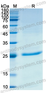 Recombinant ASFV NS4A Protein, N-His