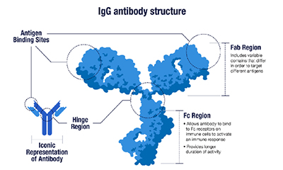 Antibody Structure, classes and functions