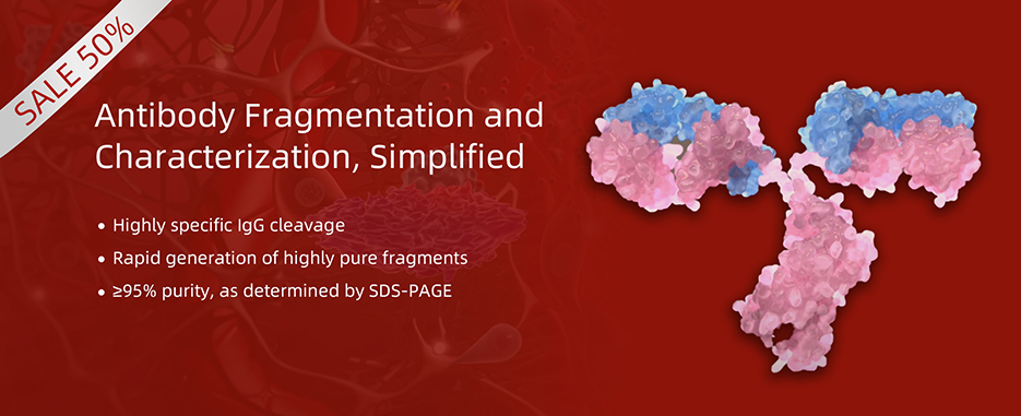 IdeS Protease and IdeZ Protease