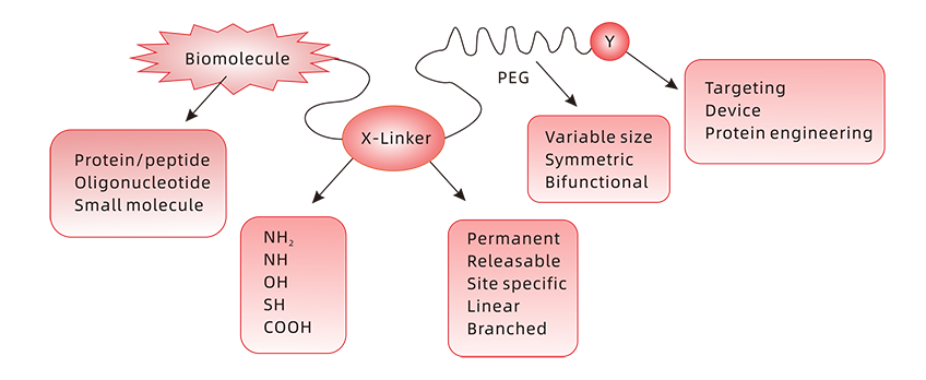 Anti-PEG Antibodies