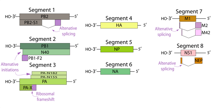 Influenza Virus Antigens/Antibodies