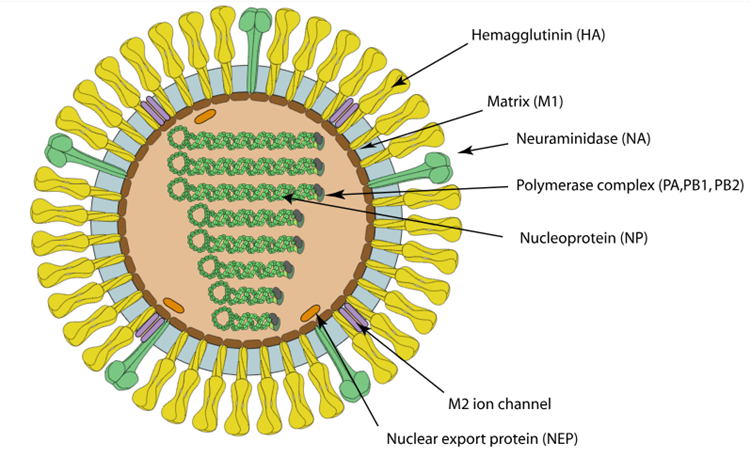 Influenza Virus Antigens/Antibodies