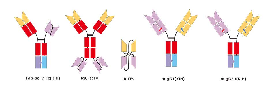 Murine Bispecific Antibodies for in vivo cancer research