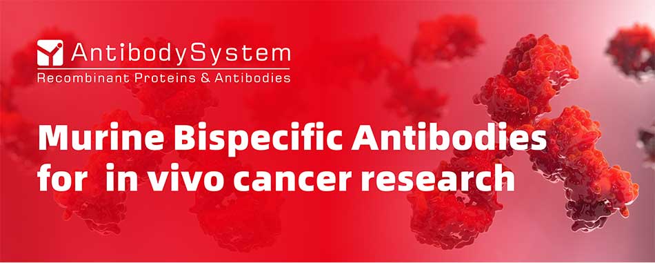 Murine Bispecific Antibodies for in vivo cancer research