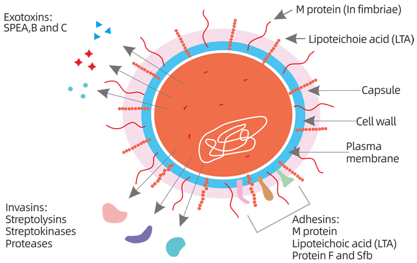 Advanced Research Solutions: Streptococcus pyogenes Antigens/Antibodies