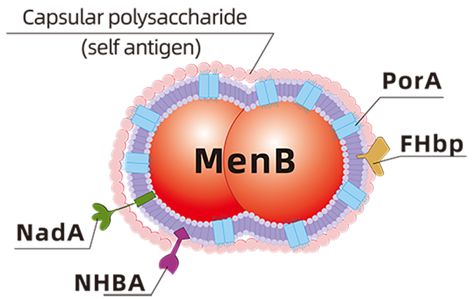 Neisseria meningitidis