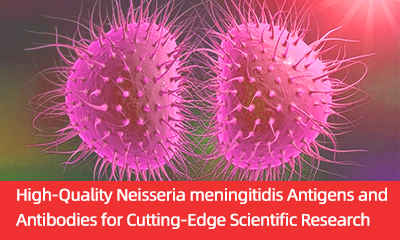 Neisseria meningitidis Antigens/Antibodies