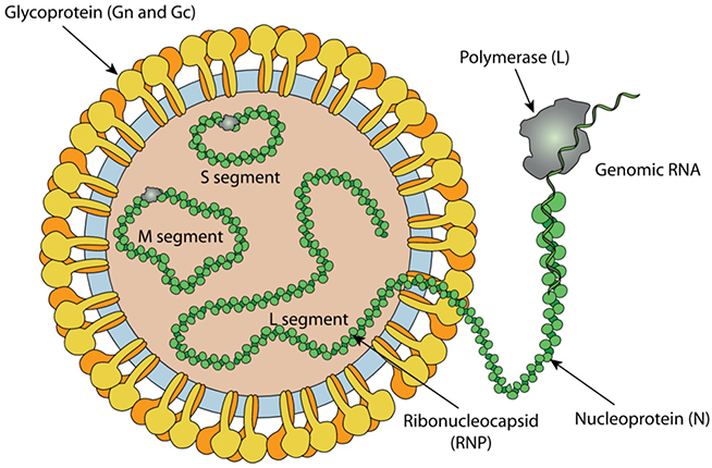 Hantaan virus