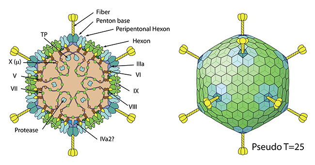 Adenoviruses: In-Depth Analysis and Insights