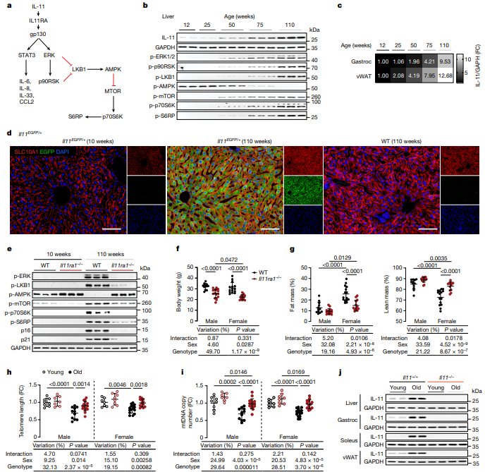 IL-11 Antibody Therapy: Extending Healthy Lifespan and Combating Aging