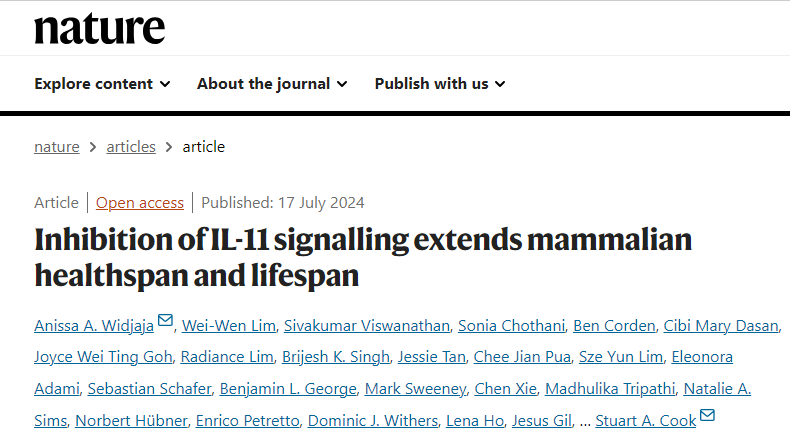 IL-11 Antibody Therapy: Extending Healthy Lifespan and Combating Aging