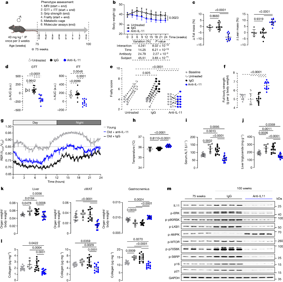 Blocking IL-11: A Pathway to Longer Life and Better Health