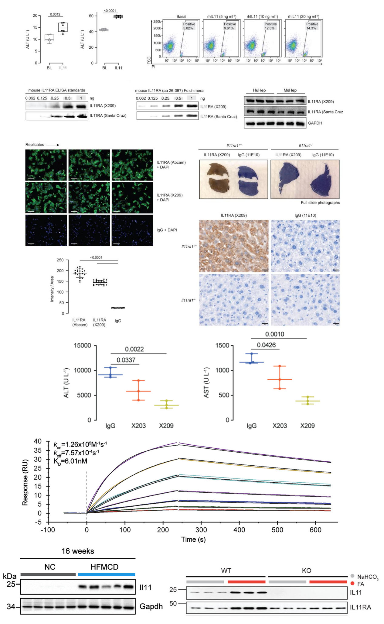 Blocking IL-11: A Pathway to Longer Life and Better Health