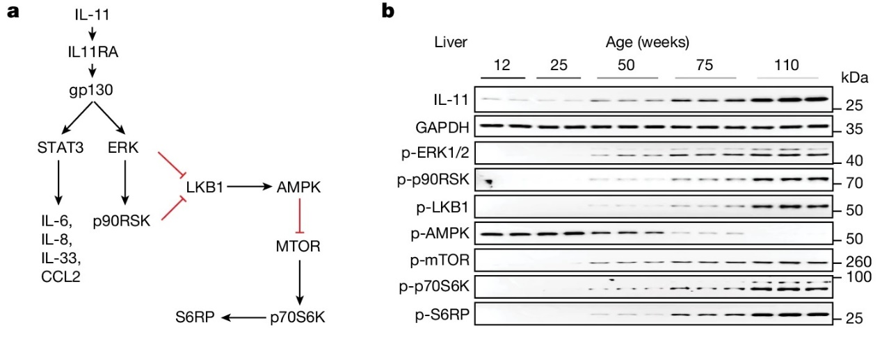 Blocking IL-11: A Pathway to Longer Life and Better Health