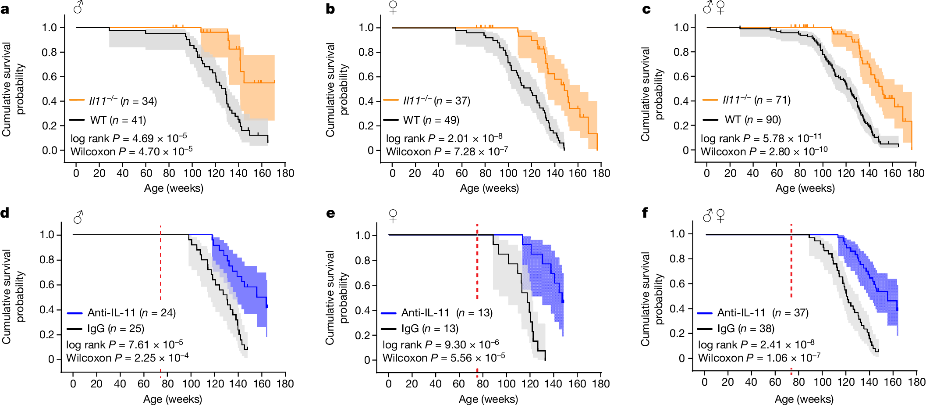 Blocking IL-11: A Pathway to Longer Life and Better Health