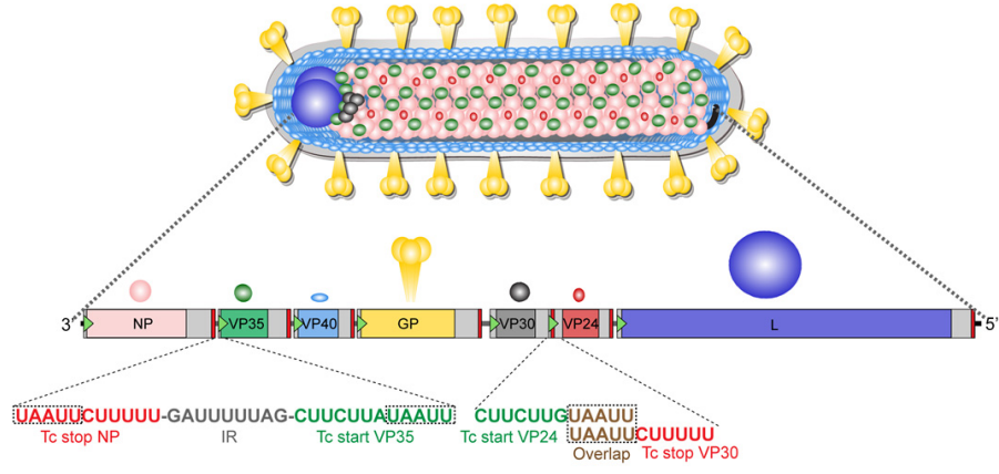 Understanding Marburg Virus: Structure, Transmission, and Vaccine Development