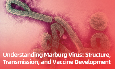 Understanding Marburg Virus: Structure, Transmission, and Vaccine Development