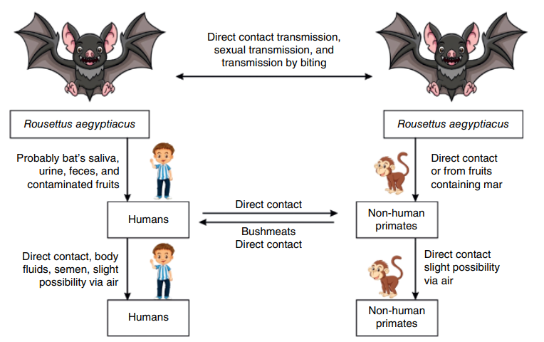 Understanding Marburg Virus: Structure, Transmission, and Vaccine Development