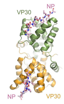 Understanding Marburg Virus: Structure, Transmission, and Vaccine Development