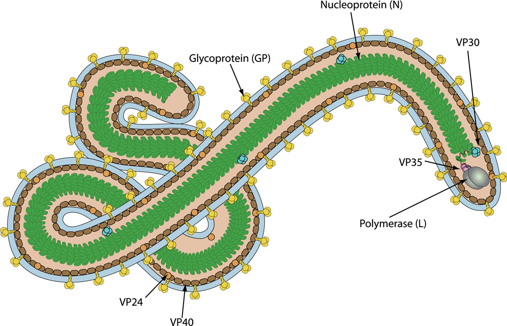 Understanding Marburg Virus: Structure, Transmission, and Vaccine Development