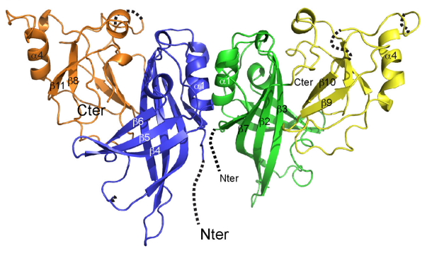 Understanding Marburg Virus: Structure, Transmission, and Vaccine Development