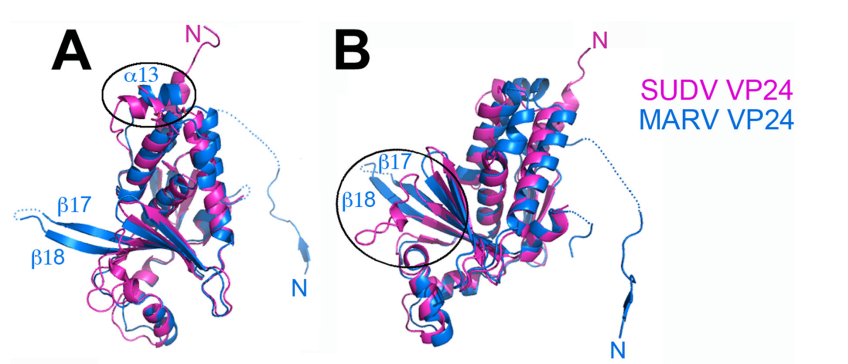 Understanding Marburg Virus: Structure, Transmission, and Vaccine Development