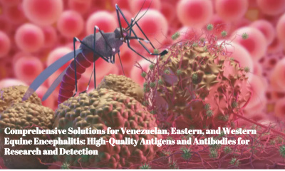 Comprehensive Solutions for Venezuelan, Eastern, and Western Equine Encephalitis: High-Quality Antigens and Antibodies for Research and Detection