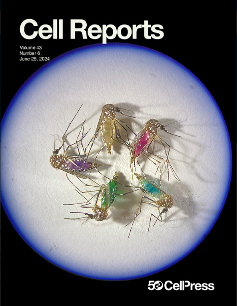 Polyvalent mpox mRNA vaccines elicit robust immune responses and confer potent protection against vaccinia virus