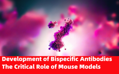 Development of Bispecific Antibodies: The Critical Role of Mouse Models