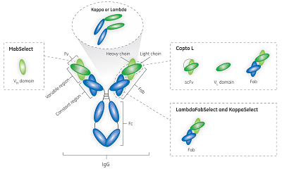 Antibody Fragments and Purification
