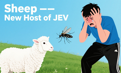 New Discovery in Japanese Encephalitis Transmission: Sheep Identified as Novel Amplifying Hosts, Elevating Human Infection Risk 
