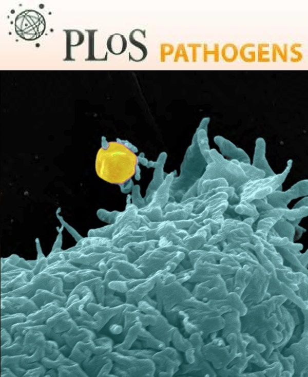 The conserved poxvirus membrane entry-fusion apparatus component OPG147 targets MITA/STING for immune evasion