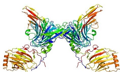 Western blot for Phosphorylated Proteins
