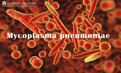 Mycoplasma pneumoniae (MP)
