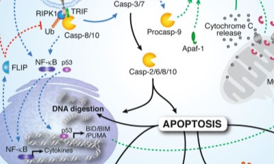 From Mechanisms to Tools: Research Solutions for Protein 