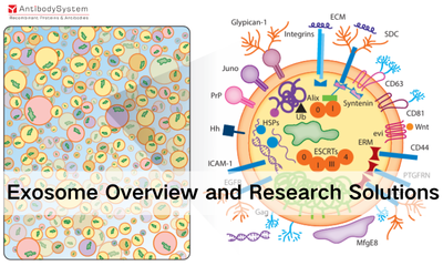 Exosome Overview and Research Solutions