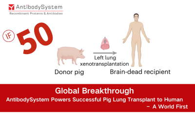 Global Breakthrough | Antibody System Powers Successful Pig Lung Transplant to Human – A World First
