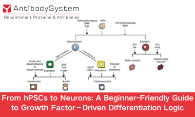 From hPSCs to Neurons: A Beginner-Friendly Guide to Growth Factor&ndash;Driven Differentiation Logic