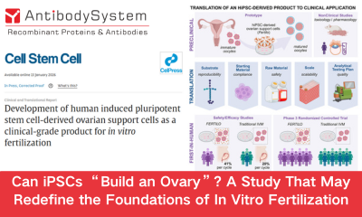 Can iPSCs &ldquo;Build an Ovary&rdquo;? A Study That May Redefine the Foundations of In Vitro Fertilization