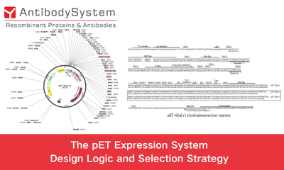 The pET Expression System: Design Logic and Selection Strategy