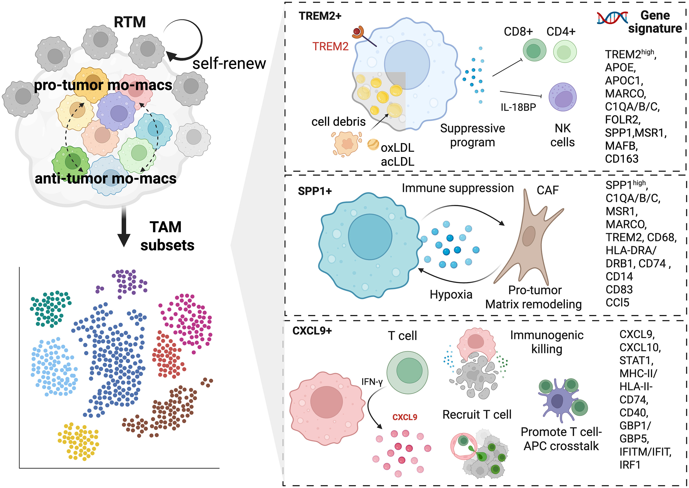 TAM diversity