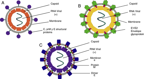 Structural of DENV (A), CHIKV (B), and ZIKV (C) (DOI: 10.1016/j.rmu.2017.09.001)