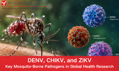 Dengue, Chikungunya, and Zika Viruses: Key Mosquito-Borne Pathogens in Global Health Research
