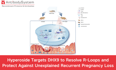AntibodySystem Supports the Discovery of Hyperoside Targeting DHX9 to Resolve R-Loops in Unexplained Recurrent Pregnancy Loss
