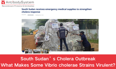 South Sudan's Cholera Outbreak: What Makes Some Vibrio cholerae Strains Virulent?