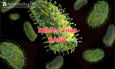 Rabies Virus (RABV)