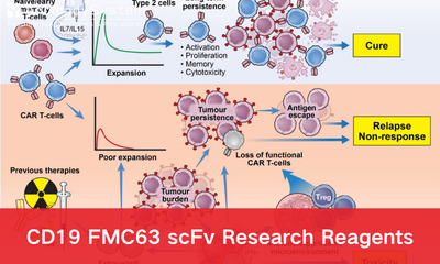 CD19 FMC63 scFv Research Reagents for CAR-T Cell Therapy
