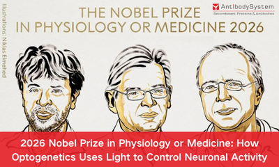 2026 Nobel Prize in Physiology or Medicine: How Optogenetics Uses Light to Control Neuronal Activity