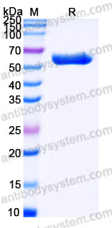 Biotinylated Human CD277/BTN3A1 Protein, C-Fc-Avi